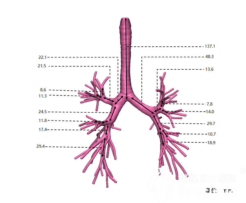 支气管模型.png