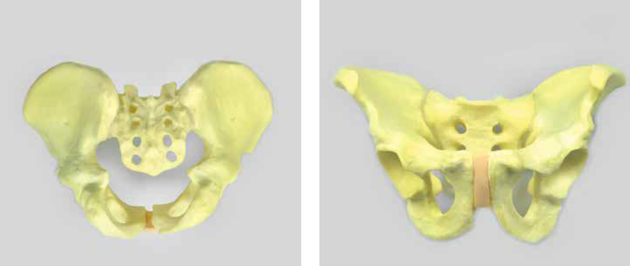 盆骨练习模型